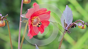 Red peony being pollenated