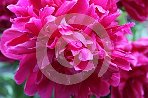 Red Peony Bloom w/Raindrops 2020 2B