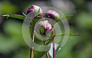Red peony buds on a green background