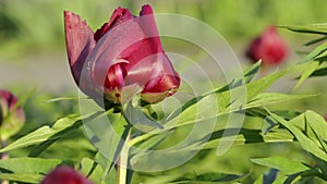 Red peony burgeon with dew