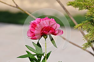 Red peony flower