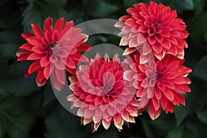 Red peony flower