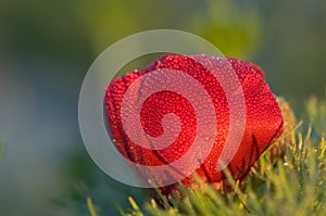 Red peony flower