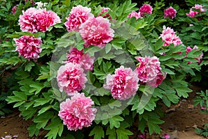 Red peony flower