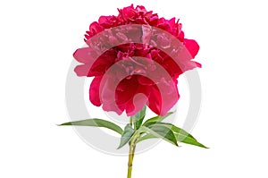 Red peony flower