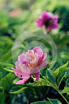 Red peony flower