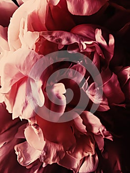 Red peony flower as abstract floral background for holiday branding