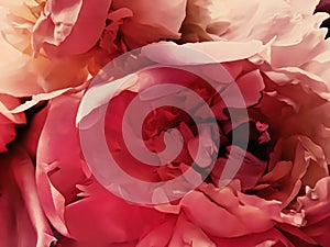 Red peony flower as abstract floral background for holiday branding