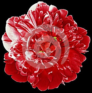 Red peony flower on black isolated background with clipping path.  For design.  Closeup.