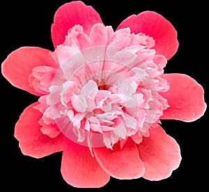 Red peony flower  on black isolated background with clipping path. Water droplets on the petals. Closeup. For design.