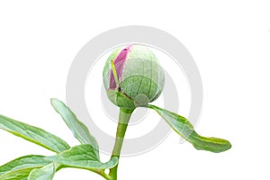 Red peony flower bud on a white background, isolate, macro