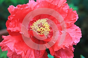 Red Peony flower,closeup