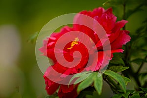 Red peony flower in closeup