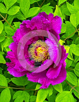 Red peony flower with dew drops close up