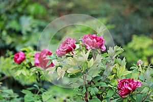 Red peony flower . Floral, oriental