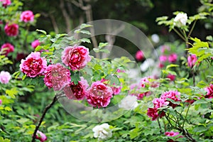 Red peony flower . Floral, oriental