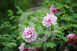 Red peony flower . Floral, oriental