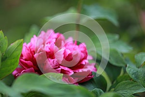 Red peony flower . Floral, oriental