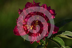 Red peony flower in the garden