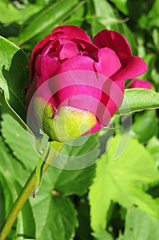 Red peony flower in the garden, closeup