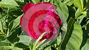 Red peony flower and green grass