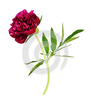 Red peony flower with green leaves