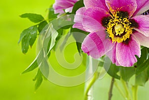 Red peony flower with green leaves