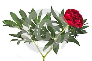 Red peony flower with green leaves isolated
