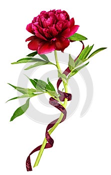 Red peony flower with green leaves and red velvet ribbon
