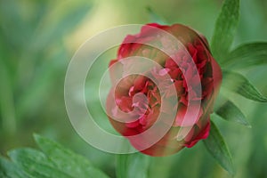 Red peony flower grows in a spring garden