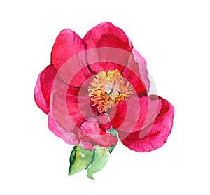 Red peony flower head . Watercolor botanical illustration