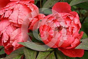 Red peony flower heads