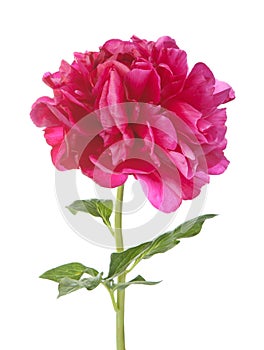 Red peony flower isolated