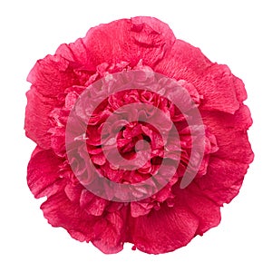 Red peony flower isolated with clipping path