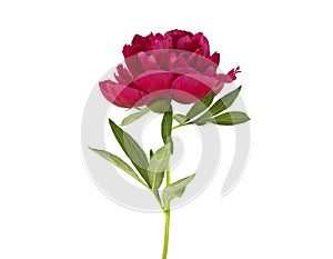 Red peony flower isolated on white background