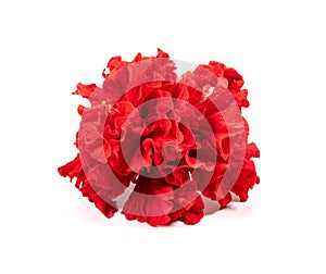 red peony flower isolated on white background