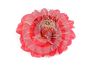 Red Peony Flower Isolated on White Background