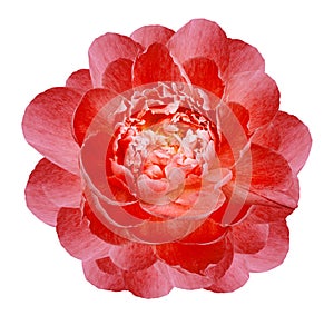 Red   peony flower isolated on a white  background with clipping path  no shadows. Closeup.