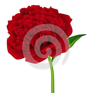 Red peony flower with leaf isolated on white background.