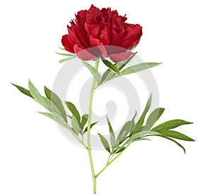 Red peony flower with leaves isolated on white background