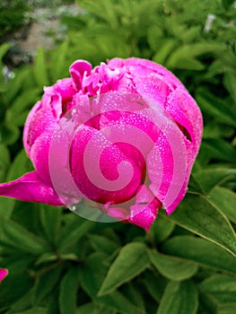 red peony flower in morning dew