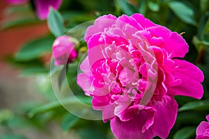 Red peony flower outdoors blooming