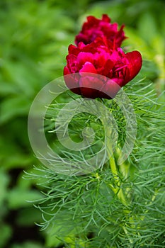 Red peony flower Paeonia tenuifolia