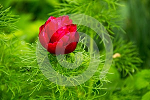 Red peony flower (Paeonia tenuifolia