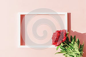 Red peony flower on pastel pink background with white picture frame. Flat lay, top view, mock up