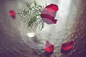 Red peony flower in a small vase, glass table with two showered petals