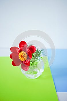 Red peony flower in a vase on green blue table