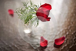 Red peony flower in a vase on a table with showered petals