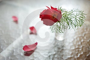 Red peony flower in a vase on a table with showered petals