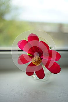 Red peony flower in a vase on the windowsill